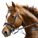 Horseback Riding